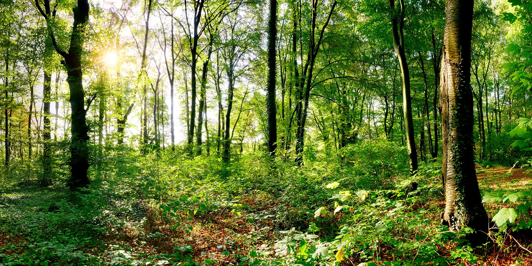 Sonnendurchfluteter Wald mit dichtem Unterwuchs und grüner Vegetation