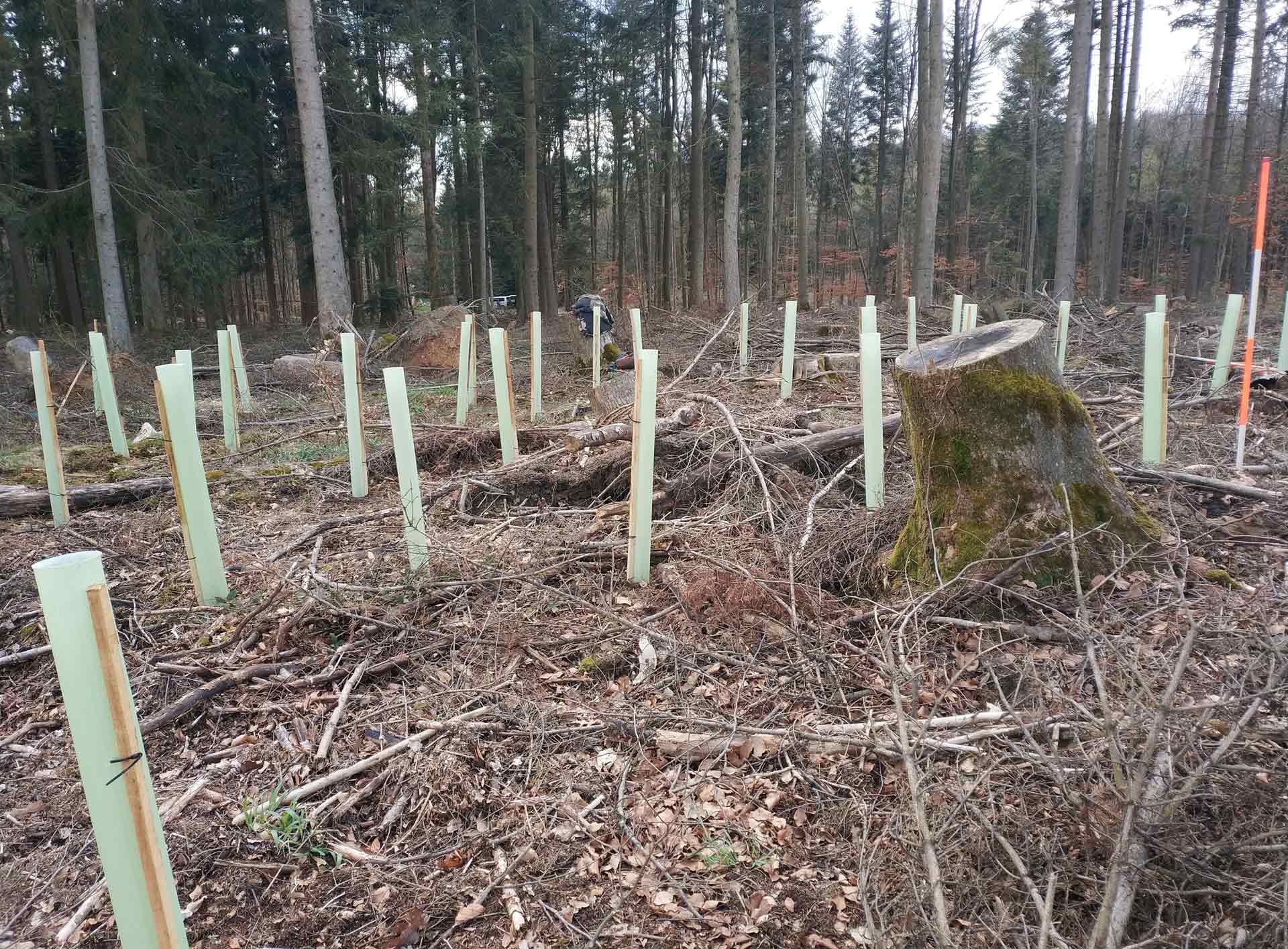 MDH Aktion PLANT-MY-TREE® in Forchtenberg MDH Aktion PLANT-MY-TREE® in Forchtenberg
